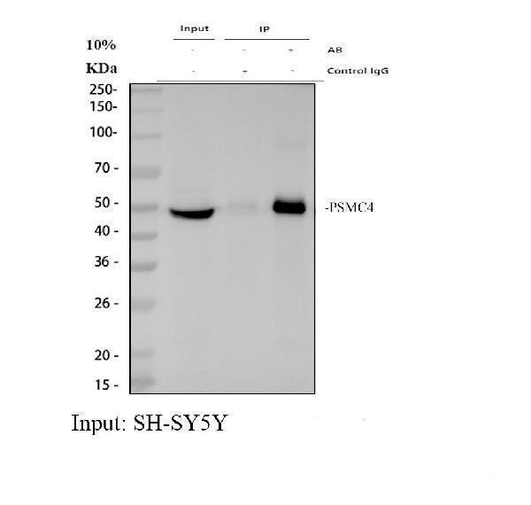 a06099 1 psmc4 primary antibodies ip testing 1
