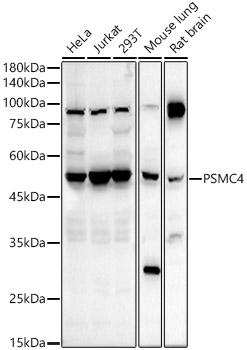 a06099 psmc4 primary antiboties wb testing 1