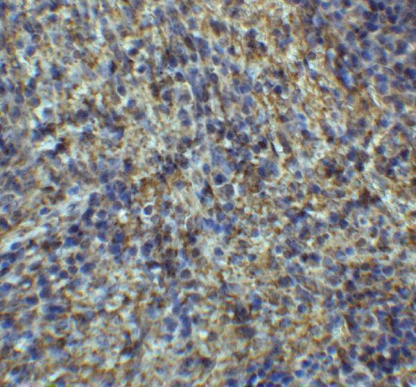 a06100 arr3 primary antibodies ihc testing 2