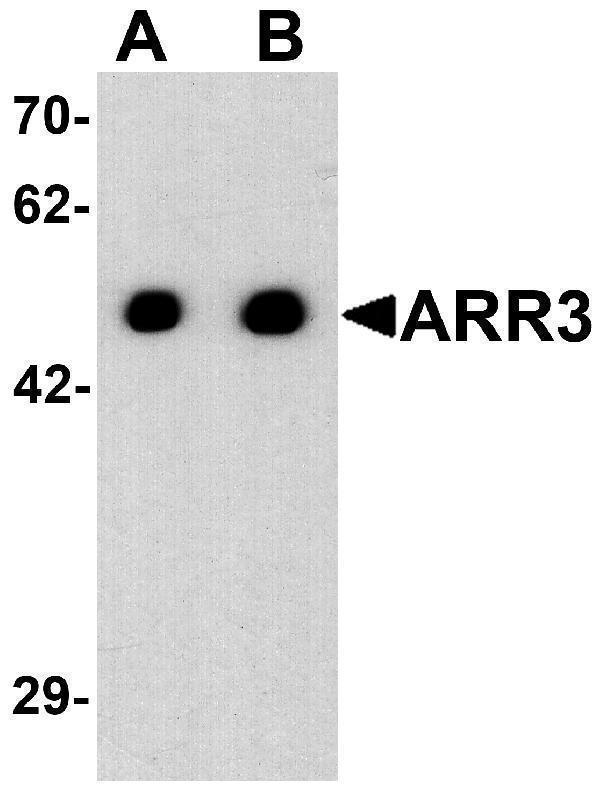 a06100 arr3 primary antibodies wb testing 1
