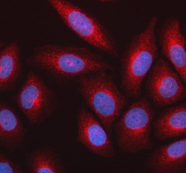 IF analysis of PCTAIRE1/CDK16 using anti-PCTAIRE1/CDK16 antibody (A06102-1)