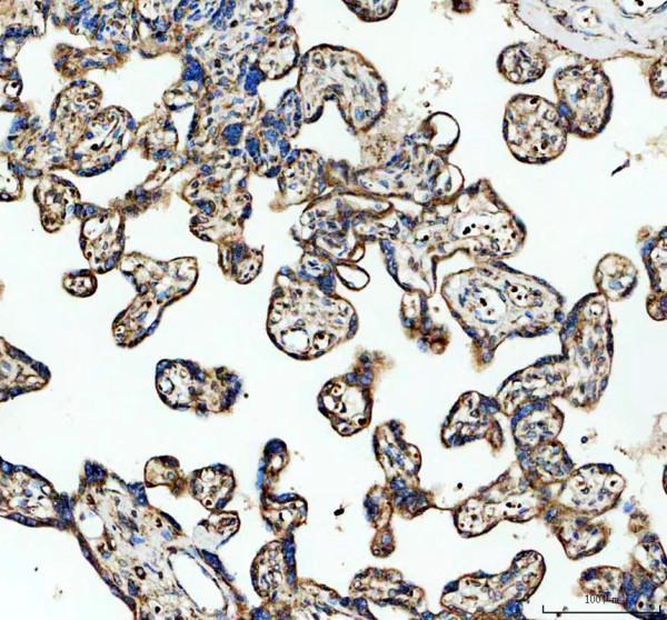 IHC analysis of PCTAIRE1/CDK16 using anti-PCTAIRE1/CDK16 antibody (A06102-1)