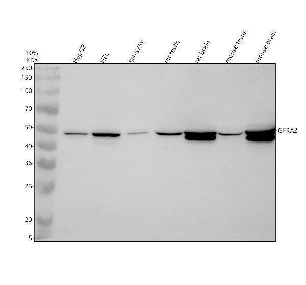 Western blot analysis of GFRA2 using anti-GFRA2 antibody (A06103-2)