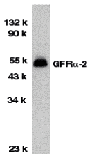Western blot analysis of GFR alpha 2 in HeLa total cell lysate with GFR alpha 2 antibody at 1 μg/mL