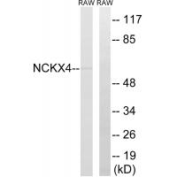 Anti-GAPDHS Antibody