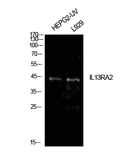 a06105 1 il13ra2 primary antibodies wb testing 2