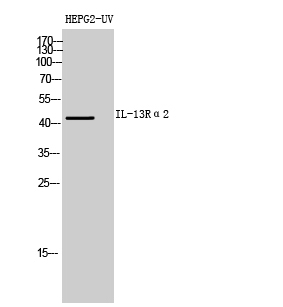 a06105 1 il13ra2 primary antibodies wb testing 3