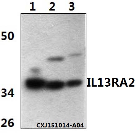 a06105 il13ra2 primary antiboties wb testing 1
