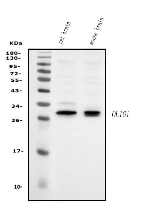 a06108 3 olig1 primary antibodies wb testing 1