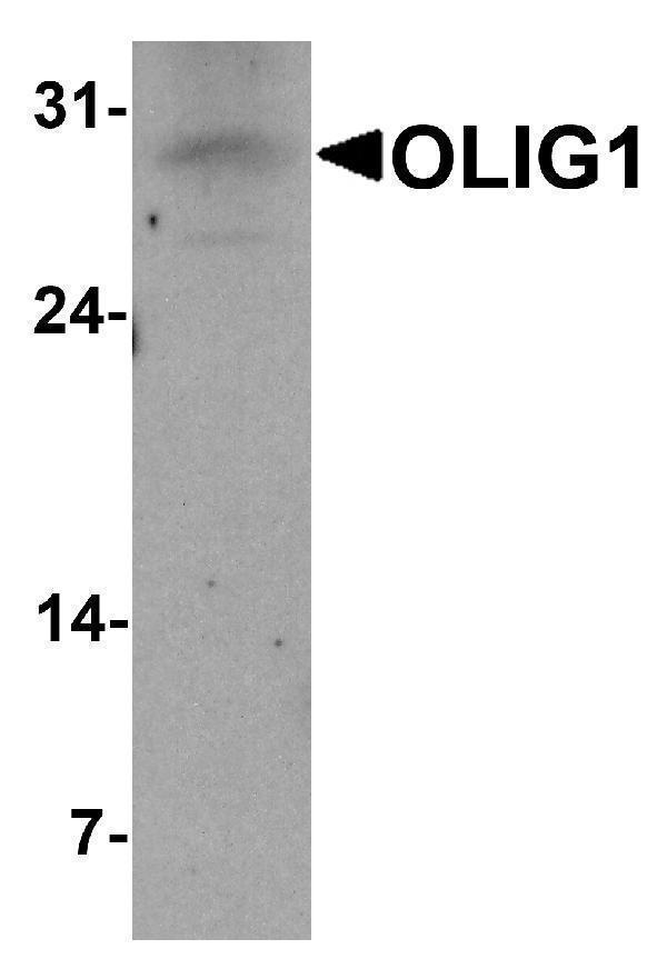 Western blot analysis of OLIG1 in A549 cell lysate with OLIG1 antibody at 1 μg/ml