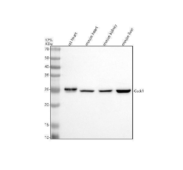 Western blot analysis of GSTK1 using anti-GSTK1 antibody (A06112-2)