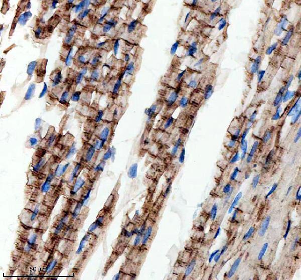 a06112 3 gstk1 primary antibodies ihc testing 3