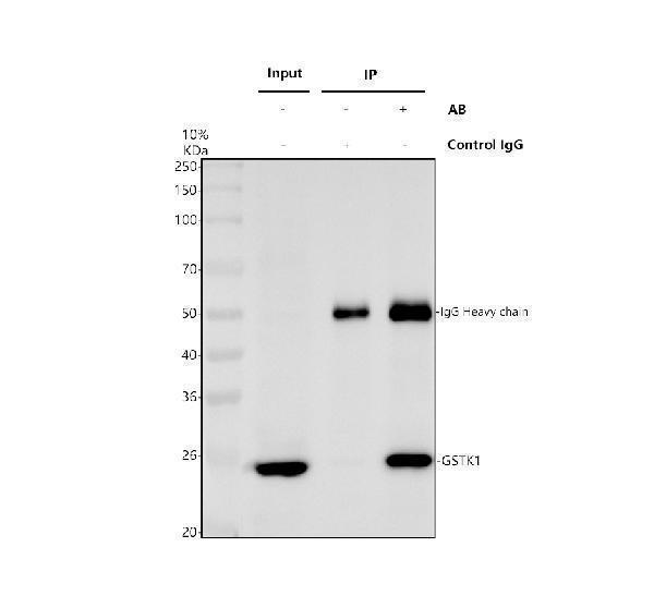 a06112 3 gstk1 primary antibodies ip testing 1