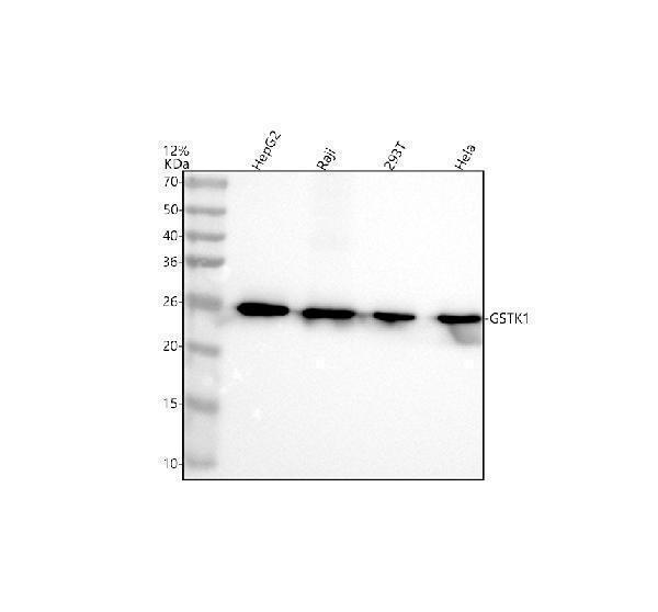 Western blot analysis of GSTK1 using anti-GSTK1 antibody (A06112-3)