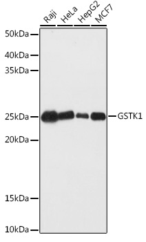 a06112 gstk1 primary antiboties wb testing 1