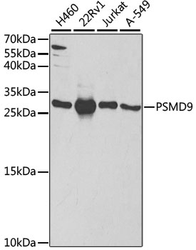 a06113 psmd9 primary antiboties wb testing 1