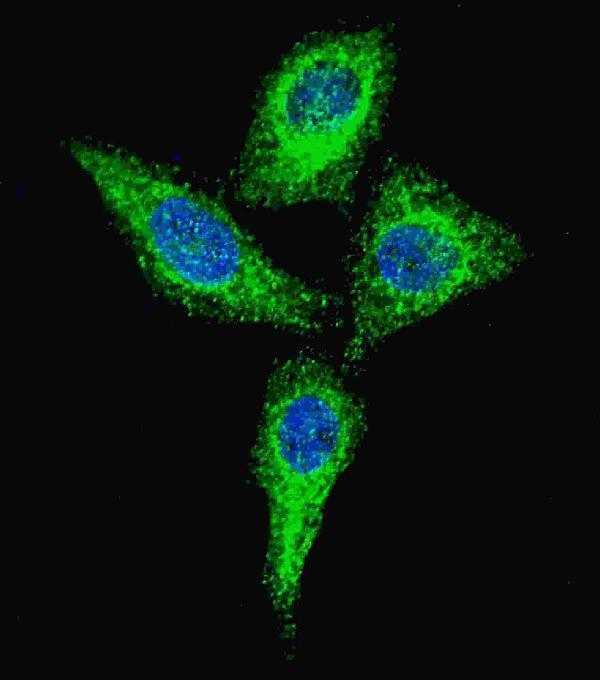 Fluorescent confocal image of HeLa cells stained with Alkaline Phosphatase (ALPI) (Center) antibody