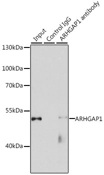 Immunoprecipitation analysis of 200ug extracts of HeLa cells, using 3 ug ARHGAP1 antibody 