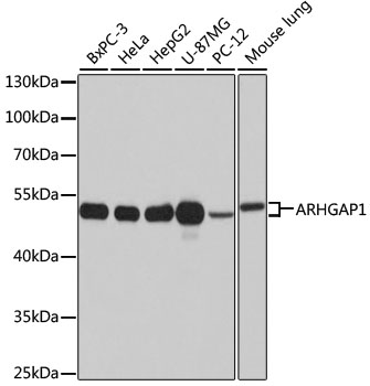Western blot analysis of extracts of various cell lines, using ARHGAP1 antibody  at 1:1000 dilution