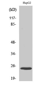 Western Blot analysis of various cells using MaxiKβ Polyclonal Antibody