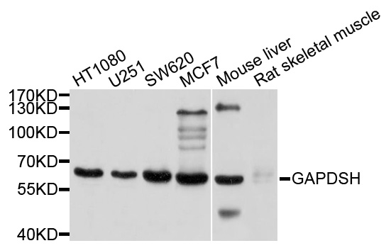 a06121 1 gapdhs primary antiboties wb testing 1