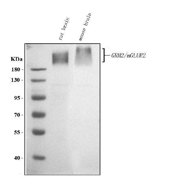 a06123 1 gca primary antibodies wb testing 1