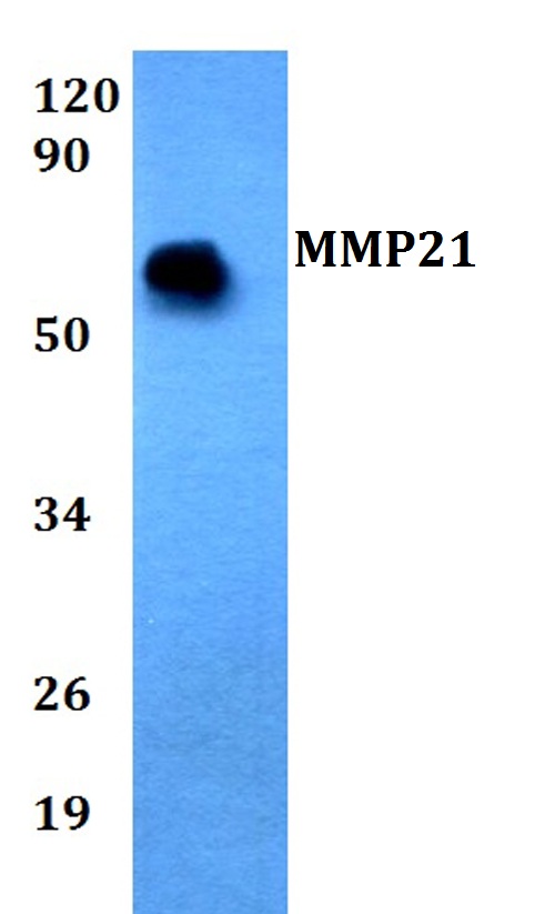 a06124 mmp21 primary antiboties wb testing 1