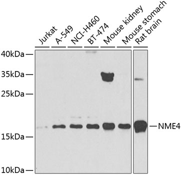 a06126 nme4 primary antiboties wb testing 1