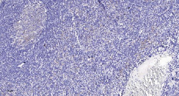 a06127 rragc primary antibodies ihc testing 1