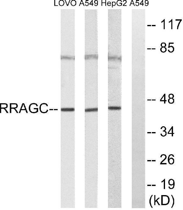 a06127 rragc primary antibodies wb testing 2