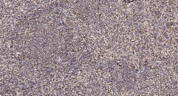 a06128 nfyc primary antibodies ihc testing 1