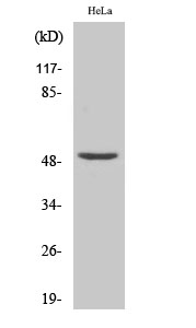 a06128 nfyc primary antibodies wb testing 2