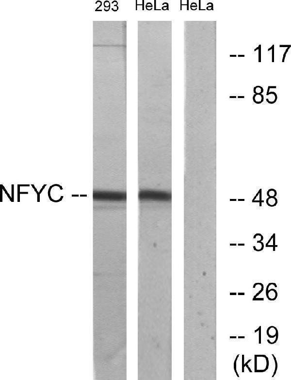 a06128 nfyc primary antibodies wb testing 3