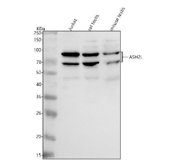 a06129 1 ash2l primary antibodies wb testing 1