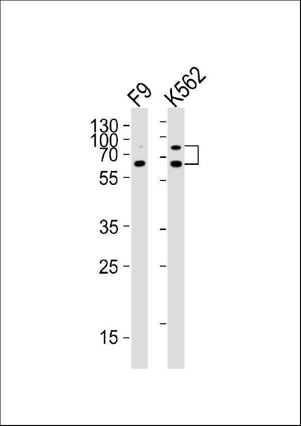 a06129 anti ash2l antibody center wb testing 1