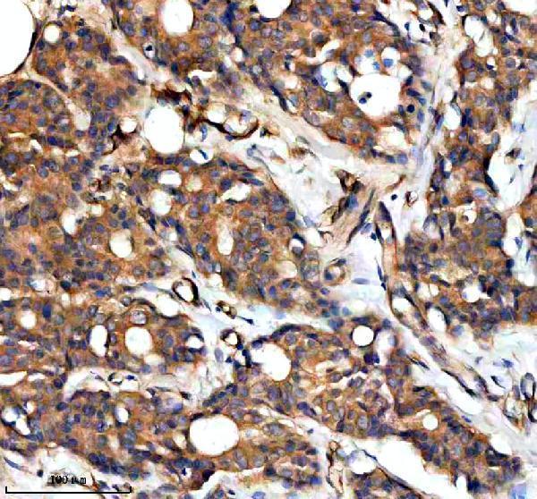  IHC analysis of RAPH1 using anti-RAPH1 antibody (A06130-1)