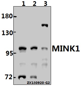 a06134 1 mink1 primary antiboties wb testing 1