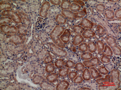 Immunohistochemical analysis of paraffin-embedded mouse-kidney, antibody was diluted at 1:100