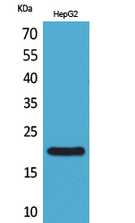 Western Blot analysis of HepG2 cells using VHR Polyclonal Antibody