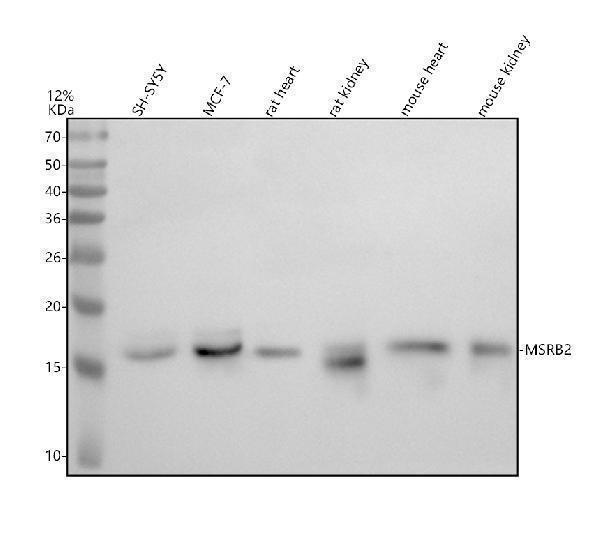 a06136 1 msrb2 primary antibodies wb testing 1