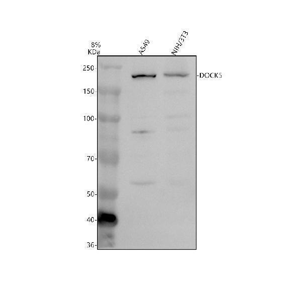 a06138 dock5 primary antibodies wb testing 1