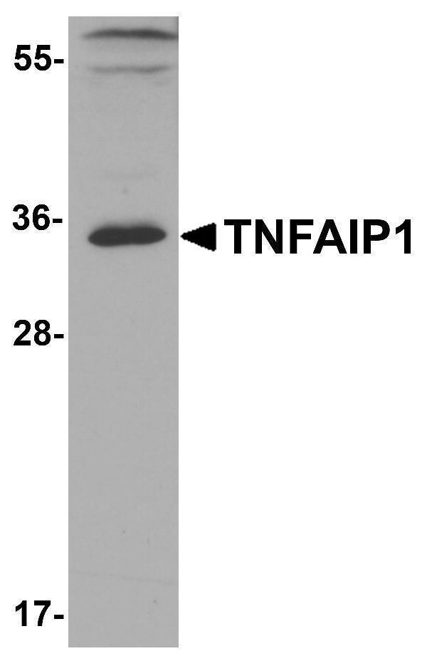 Western blot analysis of TNFAIP1 in mouse brain tissue lysate with TNFAIP1 antibody at 1 μg/ml