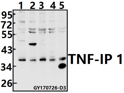 a06143s122 tnfaip1 primary antiboties wb testing 1