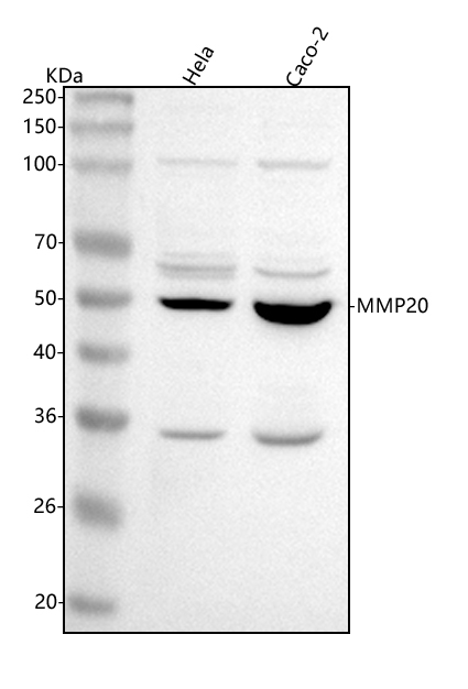 a06145 2 mmp20 primary antibodies wb testing 1