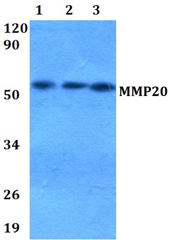 a06145 mmp20 primary antiboties wb testing 1