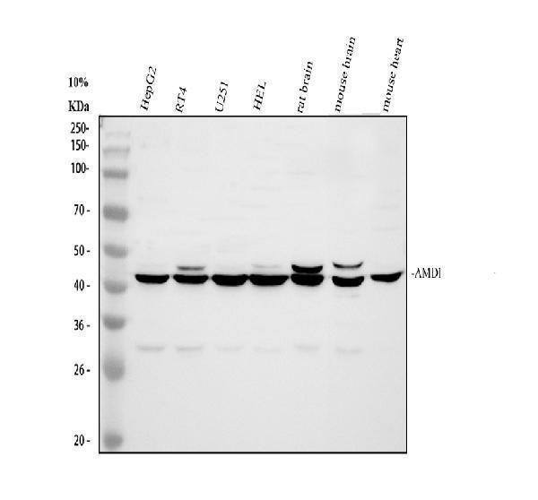 a06146 amd1 primary antibodies wb testing 1_1