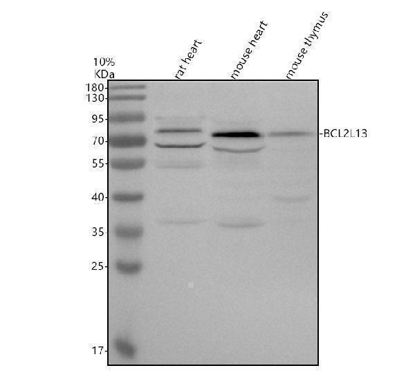 Western blot analysis of BCL2L13 using anti-BCL2L13 antibody (A06151-1)