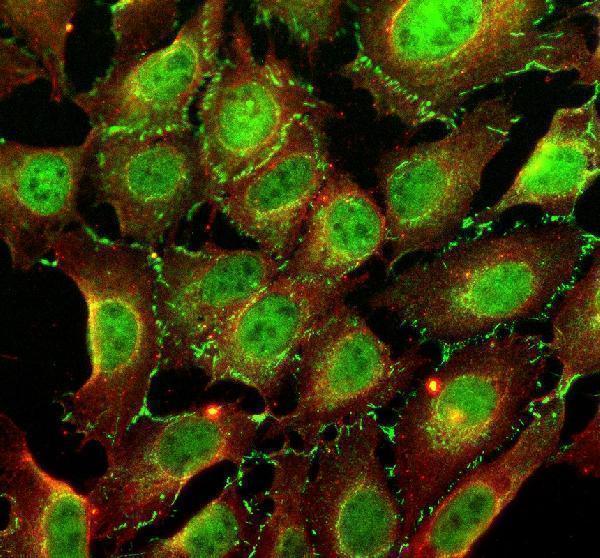a06152 1 nup50 primary antibodies if testing 2