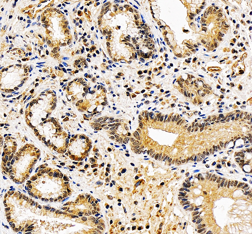 a06152 1 nup50 primary antibodies ihc testing 2