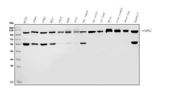 a06153 1 anapc2 primary antibodies wb testing 1